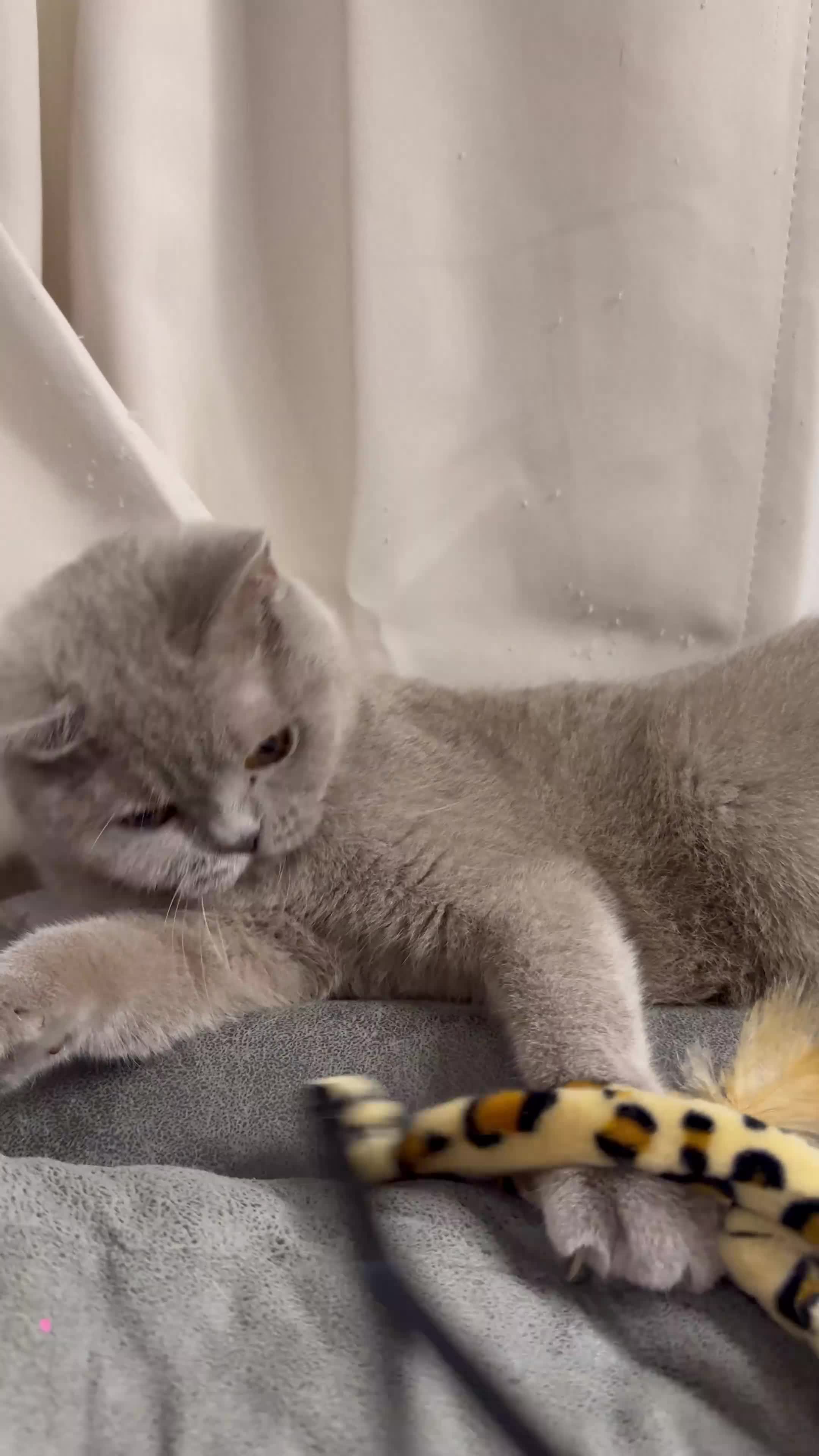 British Shorthair cats for sale: ❤️Cuddly Rare Pure Bsh Lilac looking 4 loving Home - Video 1
