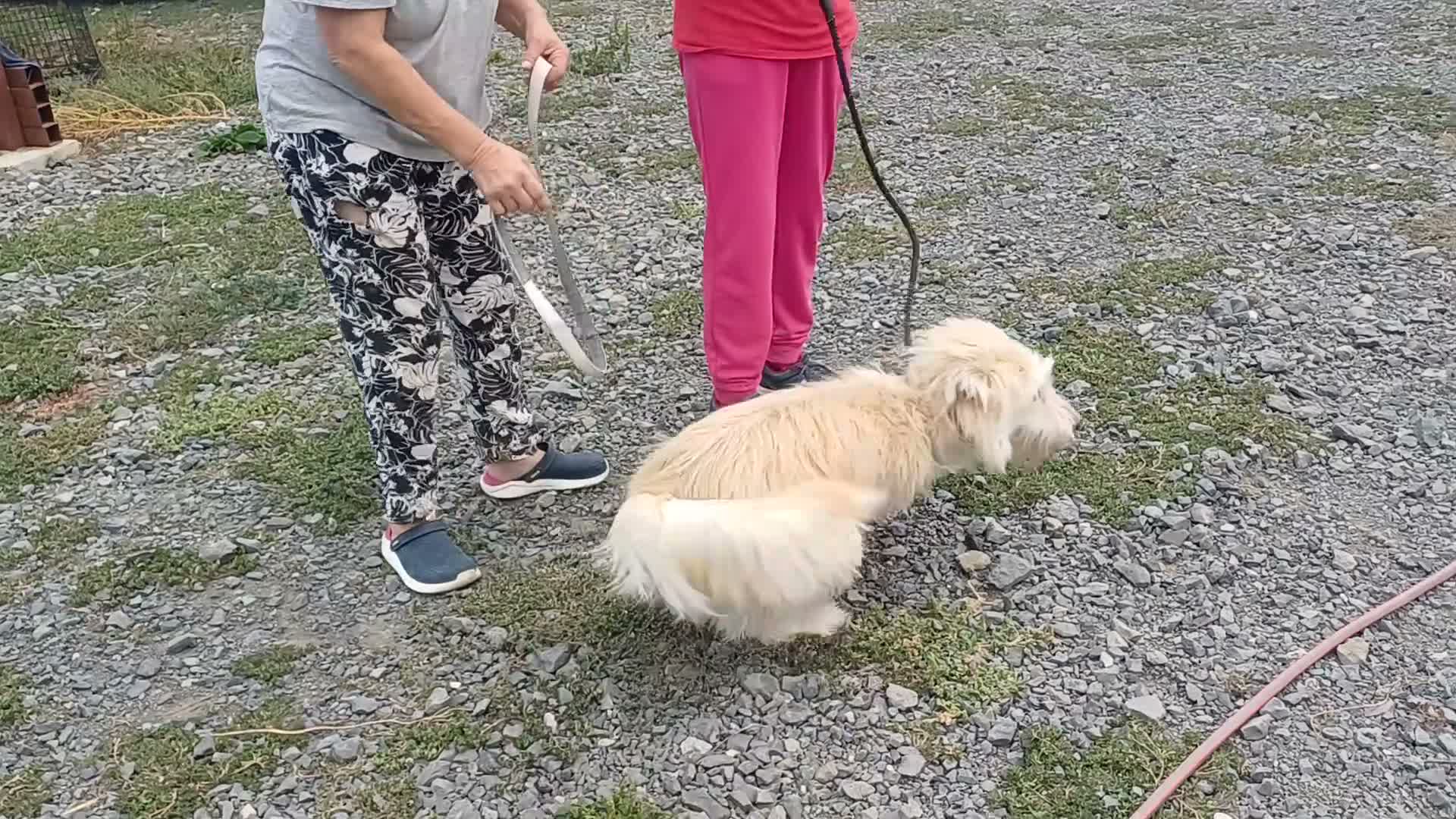 Mixed Breed dogs for adoption: 🐾💛 EMILY – A GENTLE SOUL FOR A LOVING HOME 💛🏡 - Video 1