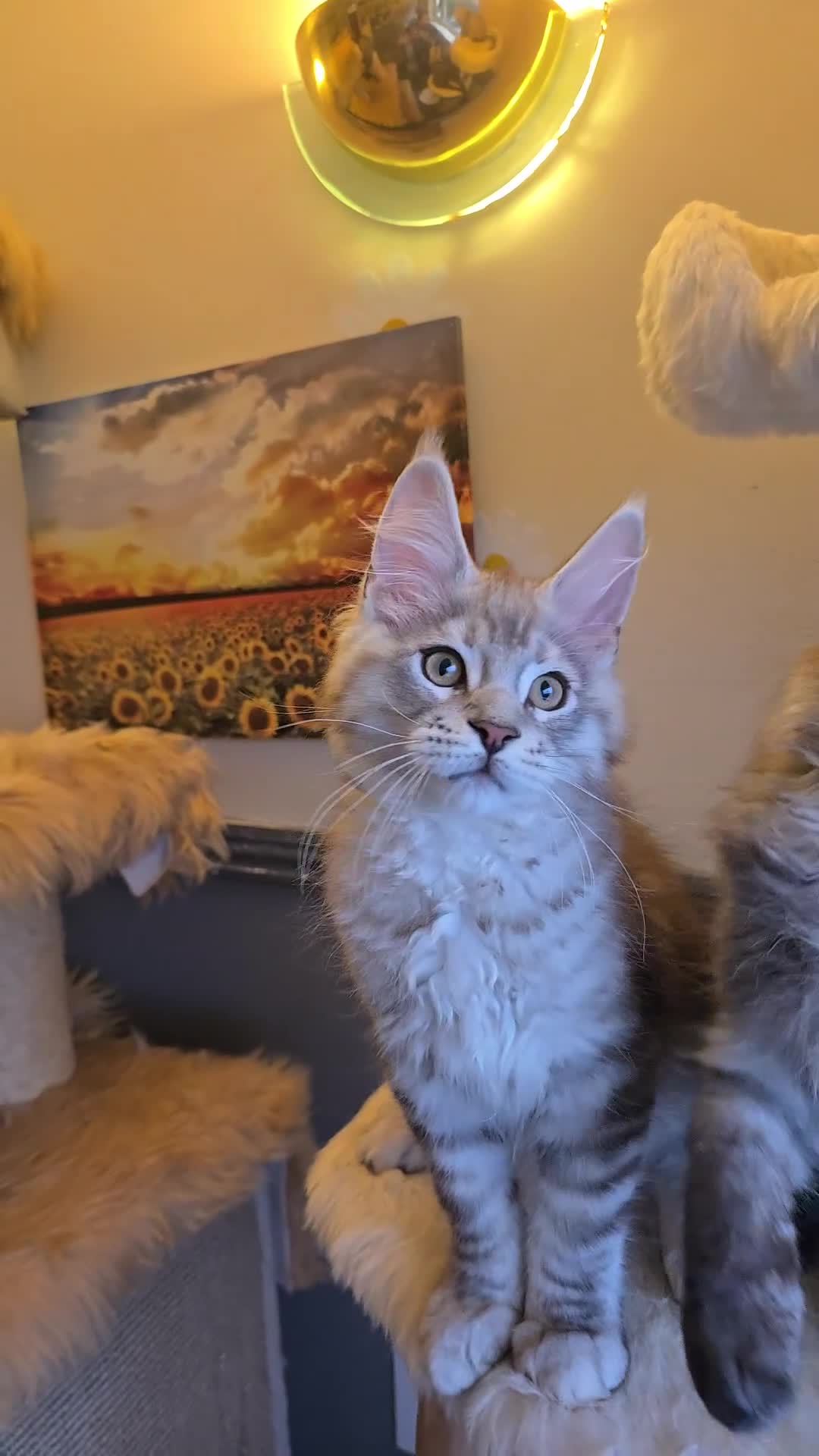 Maine Coon cats for sale: Ready now! Chunky Silver Tabby boy - Video 1