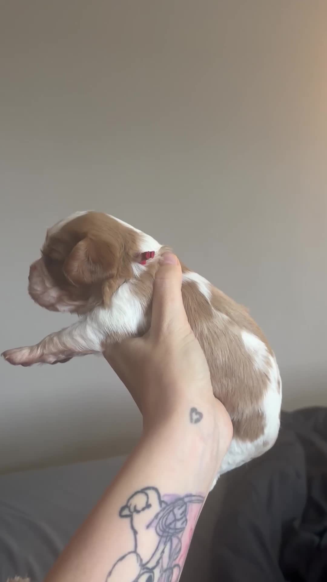 Cavalier King Charles Spaniel dogs for sale: Beautiful KC Registered Cavalier King Charles Pups - Video 2