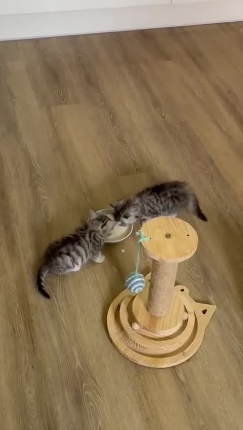 Mixed Breed cats for sale: Adorable boys kittens 3 x Silver Tabby 1x Tabby - Video 2