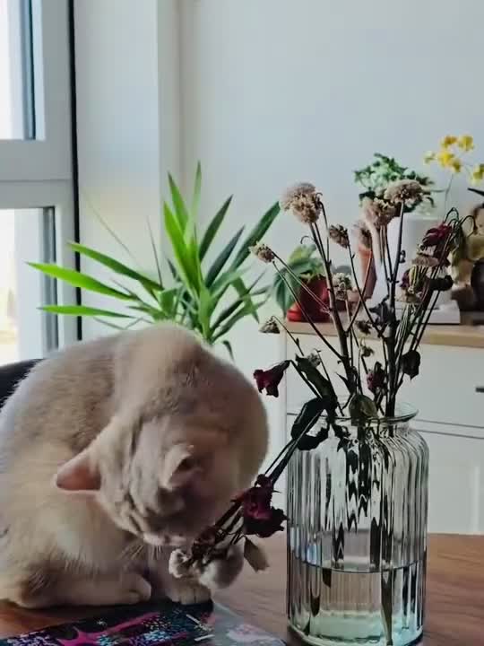 British Shorthair cats for sale: Stunning Blue Golden BSH Type - Happy Cuddle Cat🧸 - Video 1
