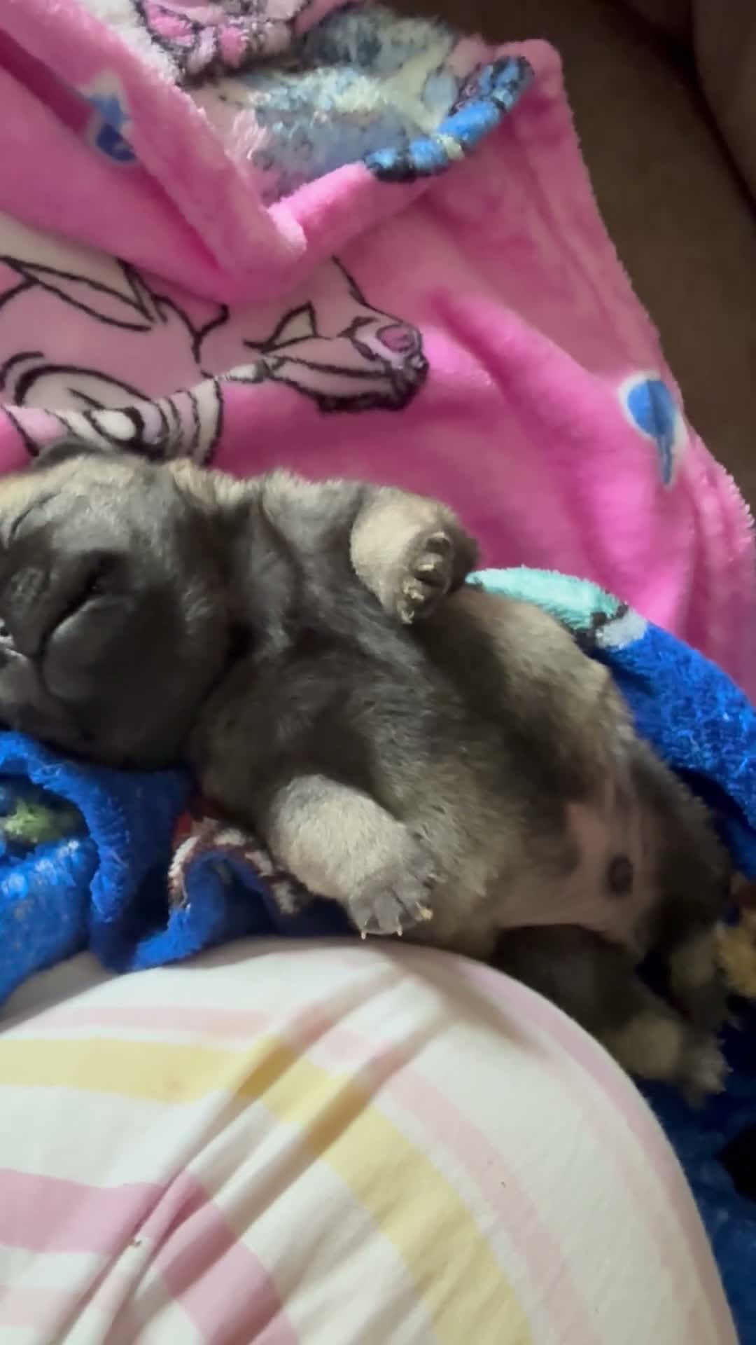 Pug dogs for sale: 🐾 **PUG PUPPIES – INTEREST NOW BEING TAKEN 🐾** - Video 2