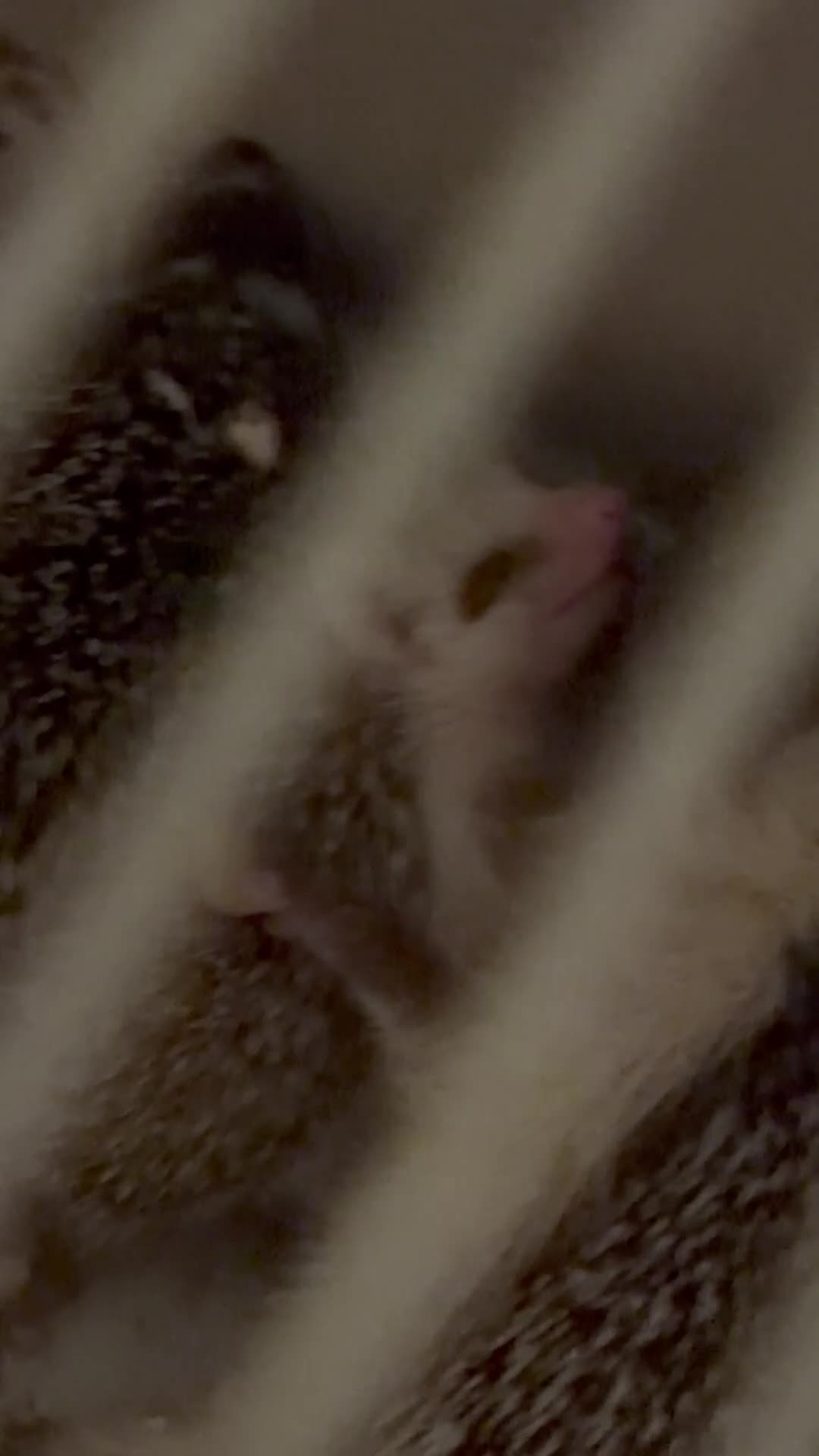 Pygmy Hedgehog rodents for sale: Baby Pygmy Hedgehogs for Sale - Video 1