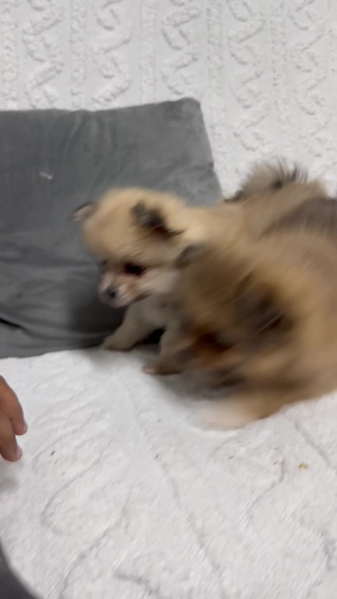 Pomeranian dogs for sale: Pomeranian female ready now in Coventry - Video 2