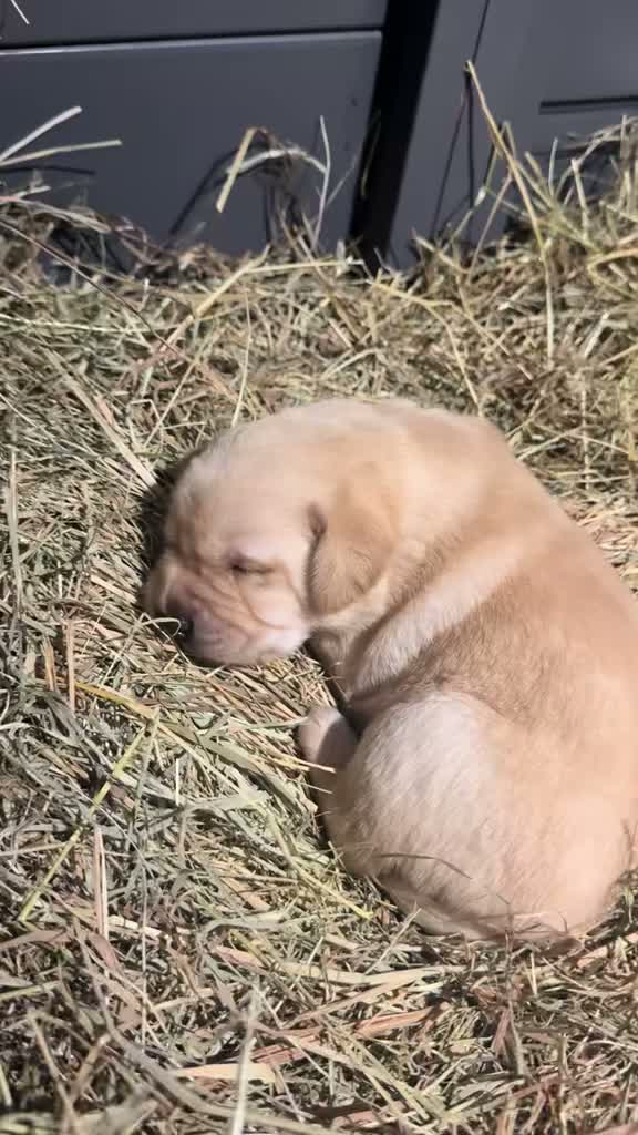 Labrador Retriever dogs for sale: 💛CHUNKY YELLOW LABS DUE 11TH SEPT💛 - Video 1