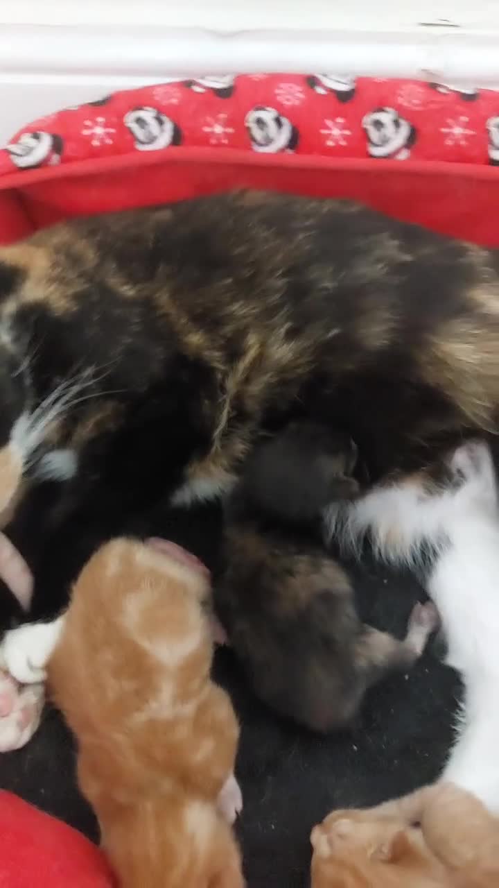 British Shorthair cats for sale: 4 kittens  for sale - Video 4