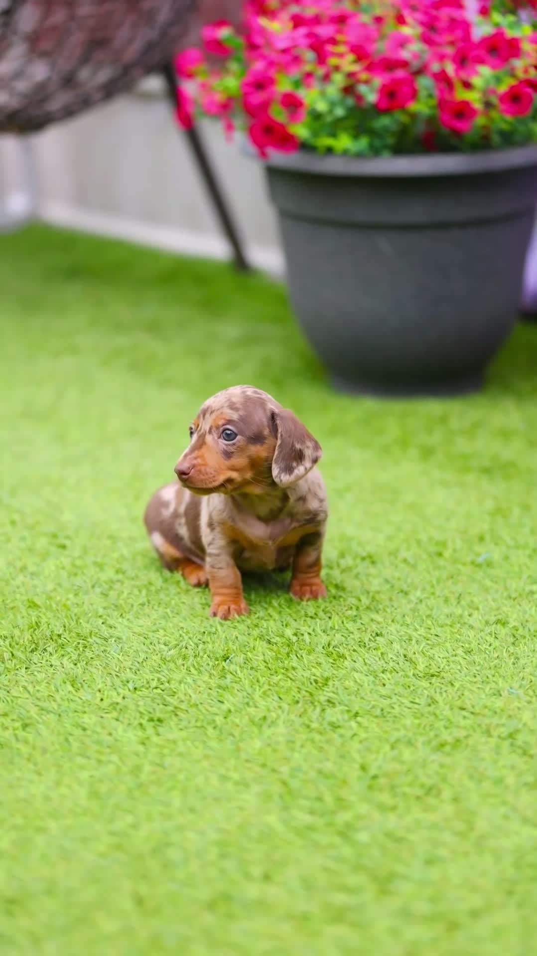 Miniature Dachshund dogs for sale: Top Tier Miniature Dachshunds available!! 😍🤩 - Video 3