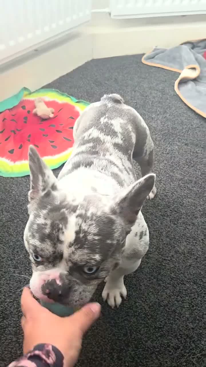 French Bulldog dogs for sale: 1 year old blue eyed frenchie in Deal - Video 1