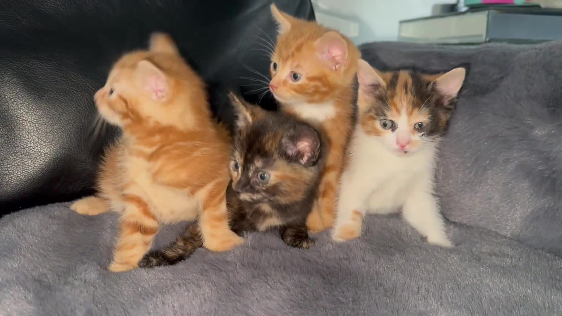 Mixed Breed cats for sale: Kittens ready now - Video 1