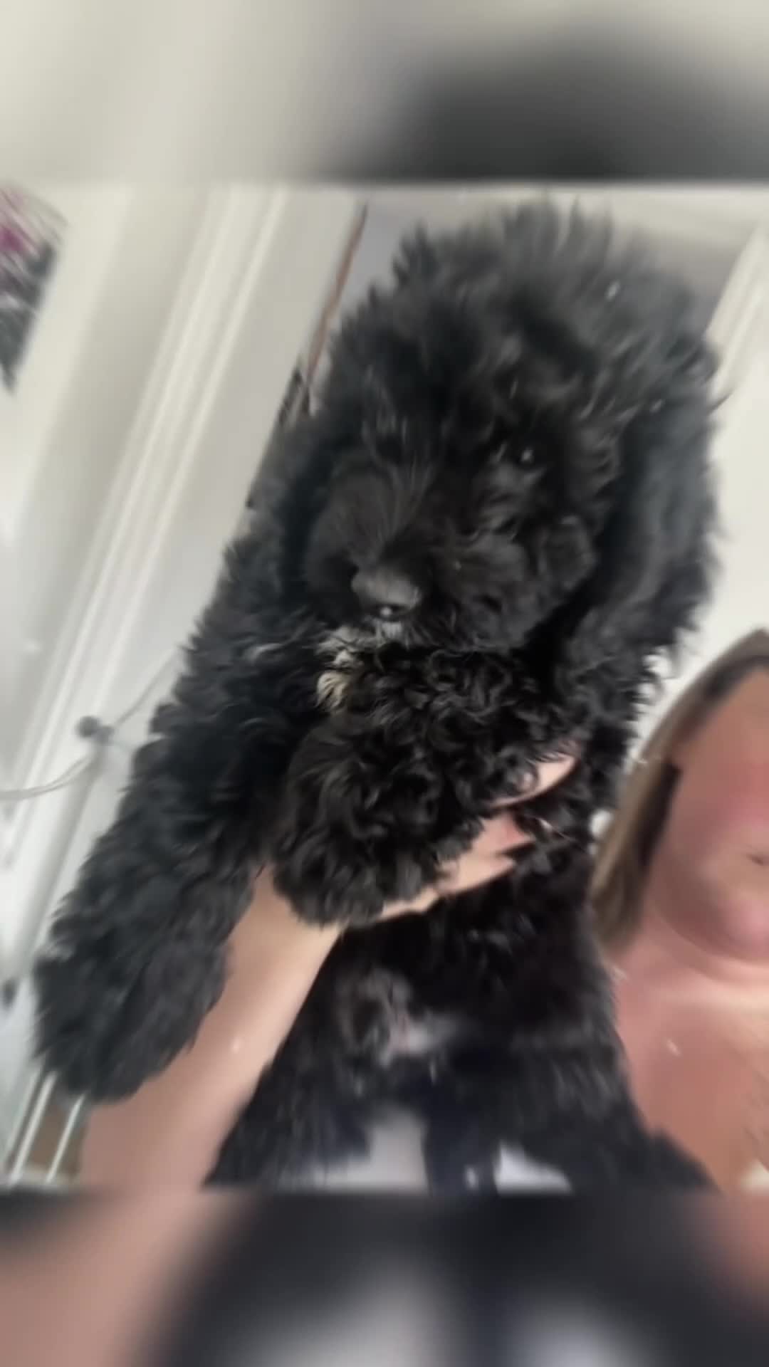 Cockapoo dogs for sale: BEAUTIFUL F1 COCKAPOO - READY NOW - Video 1