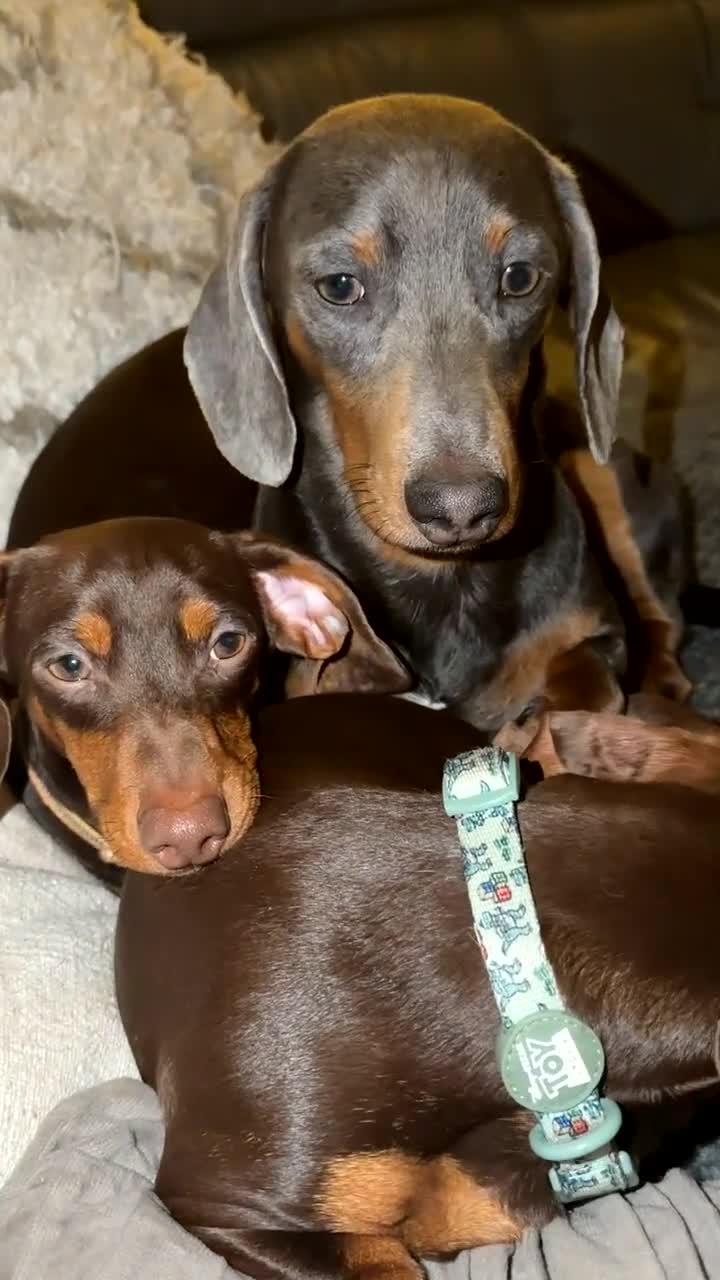 Miniature Dachshund dogs for stud: 🐶 BILLY 🐶  STUD ( PROVEN )  - Video 1