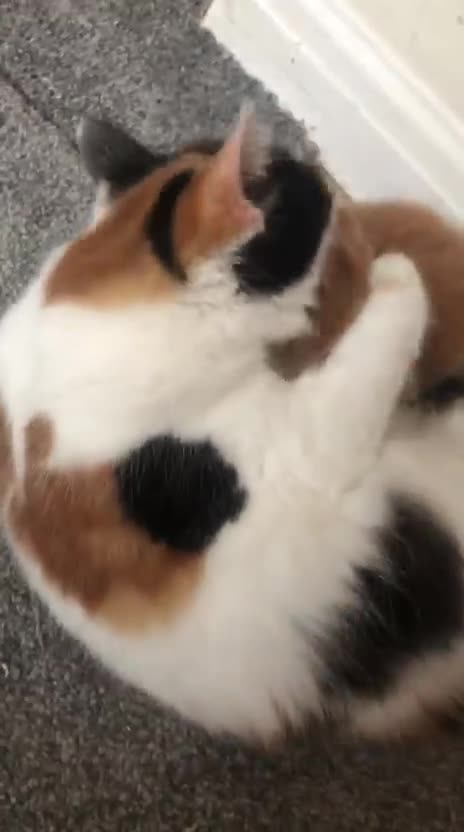 Mixed Breed cats for sale: Ginger and white boy - Video 1