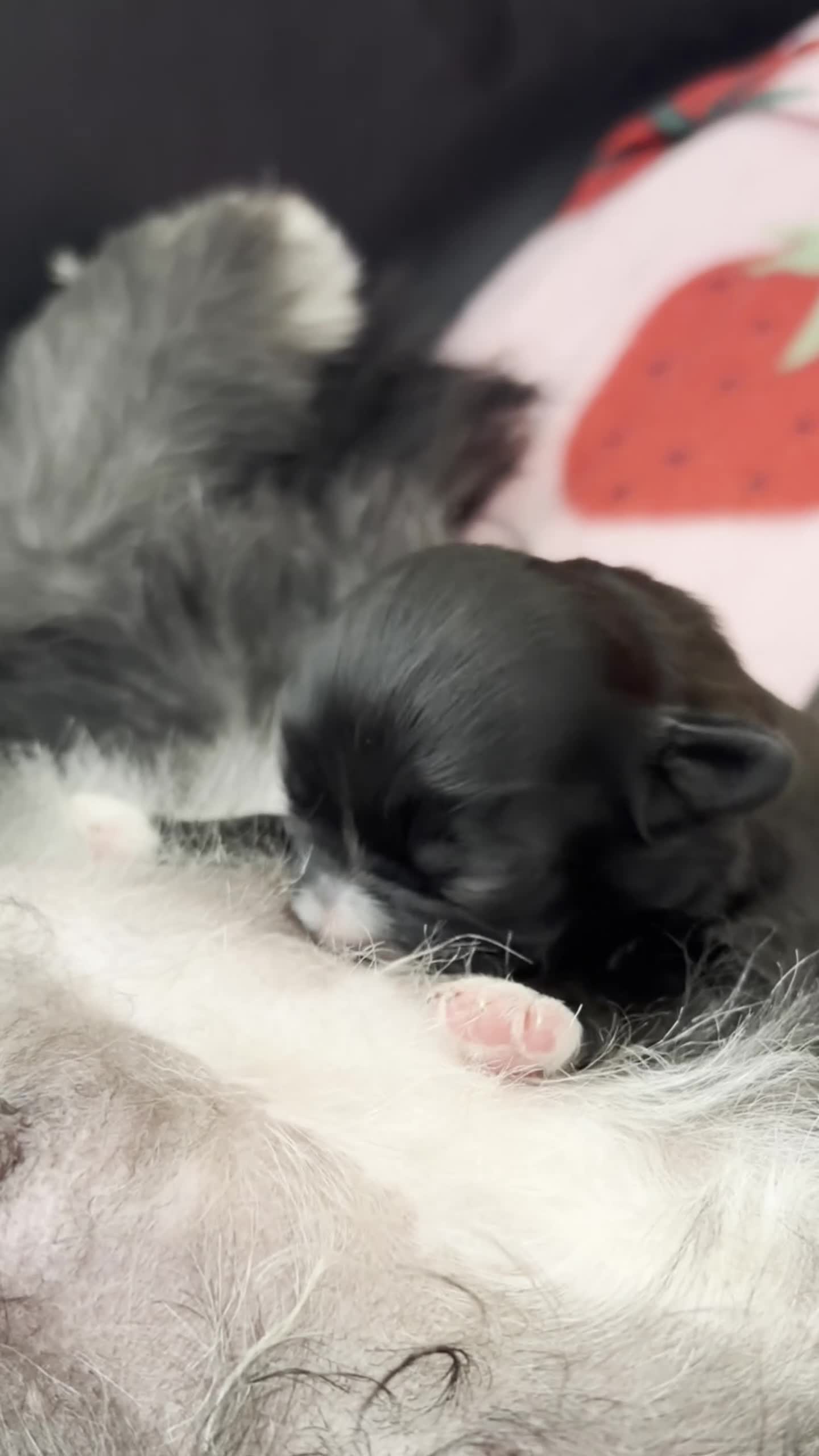 Shih Tzu dogs for sale: Pedigree Shih Tzu  - Video 1