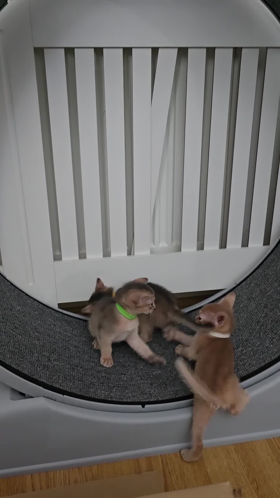 Abyssinian cats for sale: Abyssinian kittens for sale - Video 1