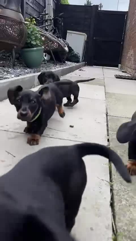 Miniature Dachshund dogs for sale: 4 female smooth haired miniature dachshunds  - Video 1