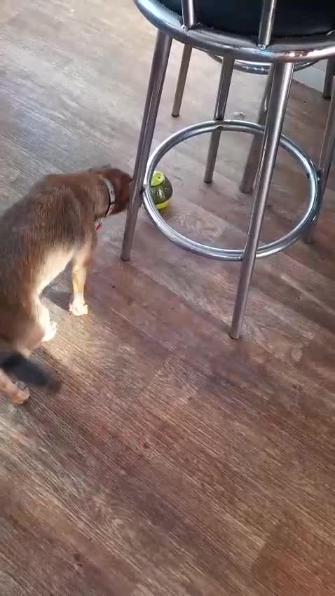 Mixed Breed dogs for adoption: ROSIE FOR ADOPTION IN CORNWALL/DEVON - Video 3