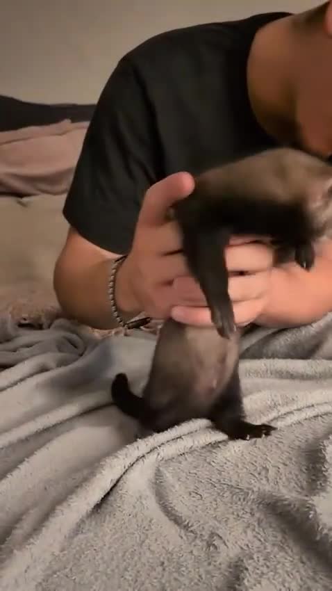 Ferret rodents for sale: Male ferret pair  - Video 2