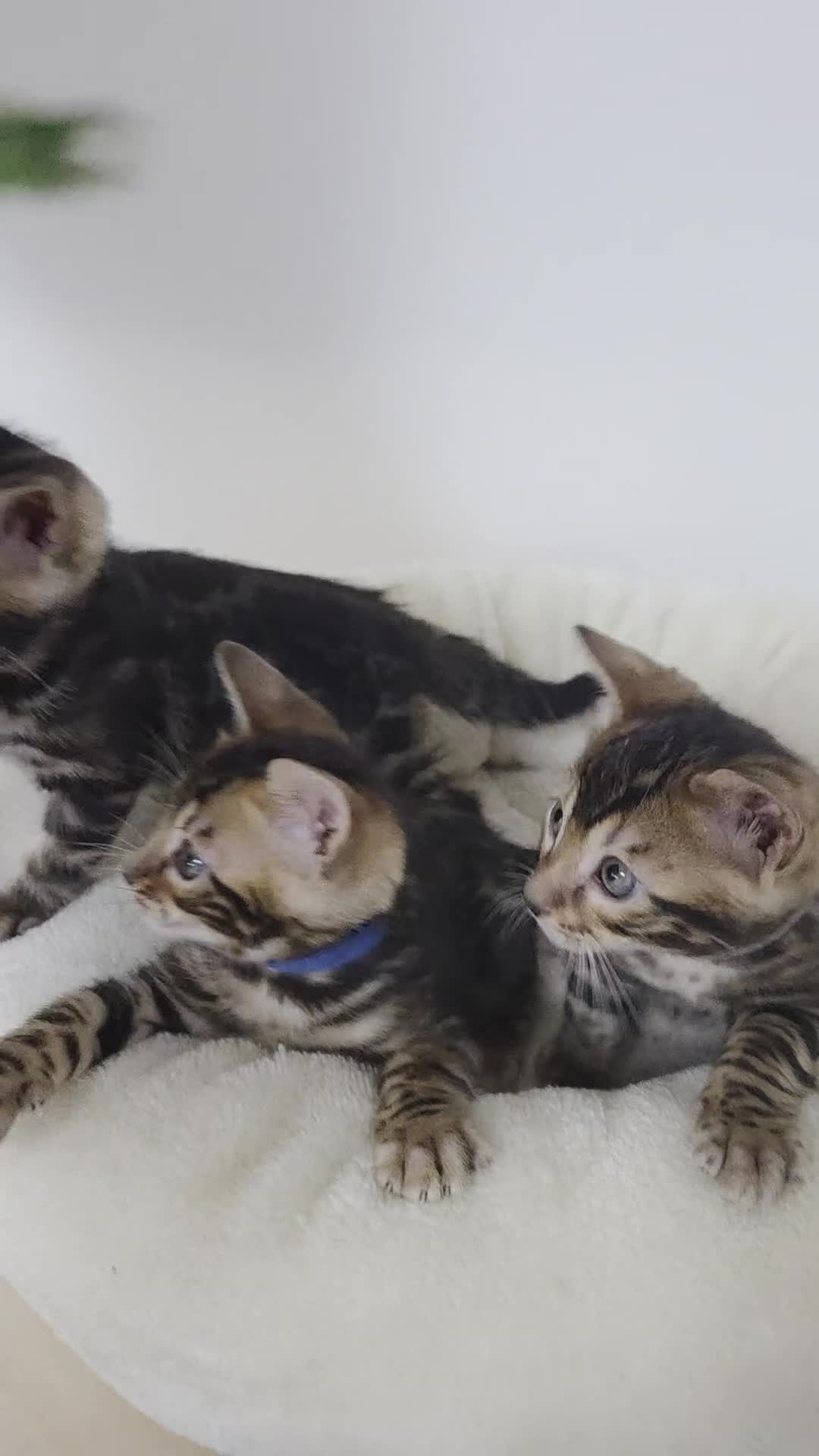 Bengal cats for sale: Tica register Bengal Kittens 😸  - Video 2