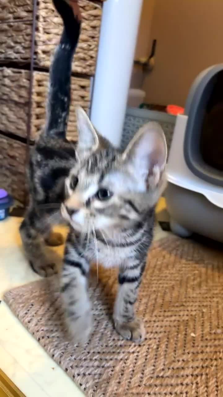 Mixed Breed cats for sale: Tabby kitten  in Stowmarket - Video 1