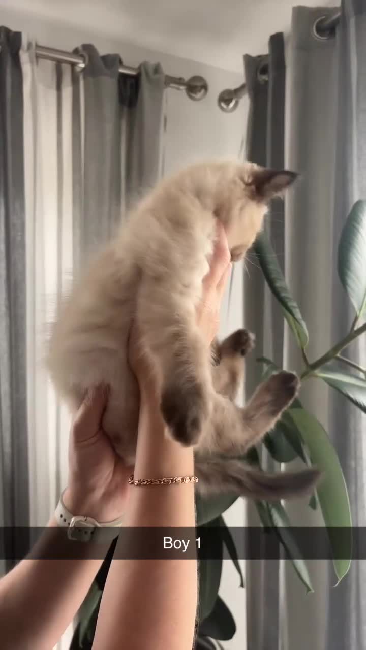 Ragdoll cats for sale: READY TO LEAVE fluffy Lynx and blue point Ragdoll - Video 1