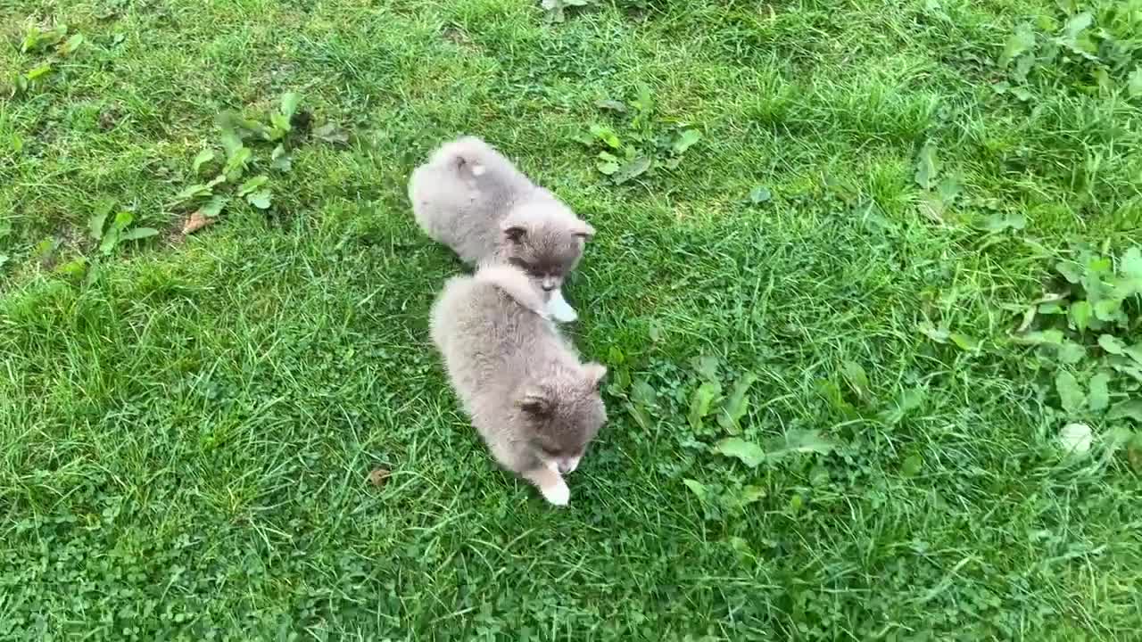 Pomsky dogs for sale: Genuine Rare lilac/tan toysize male Pomsky puppies - Video 1