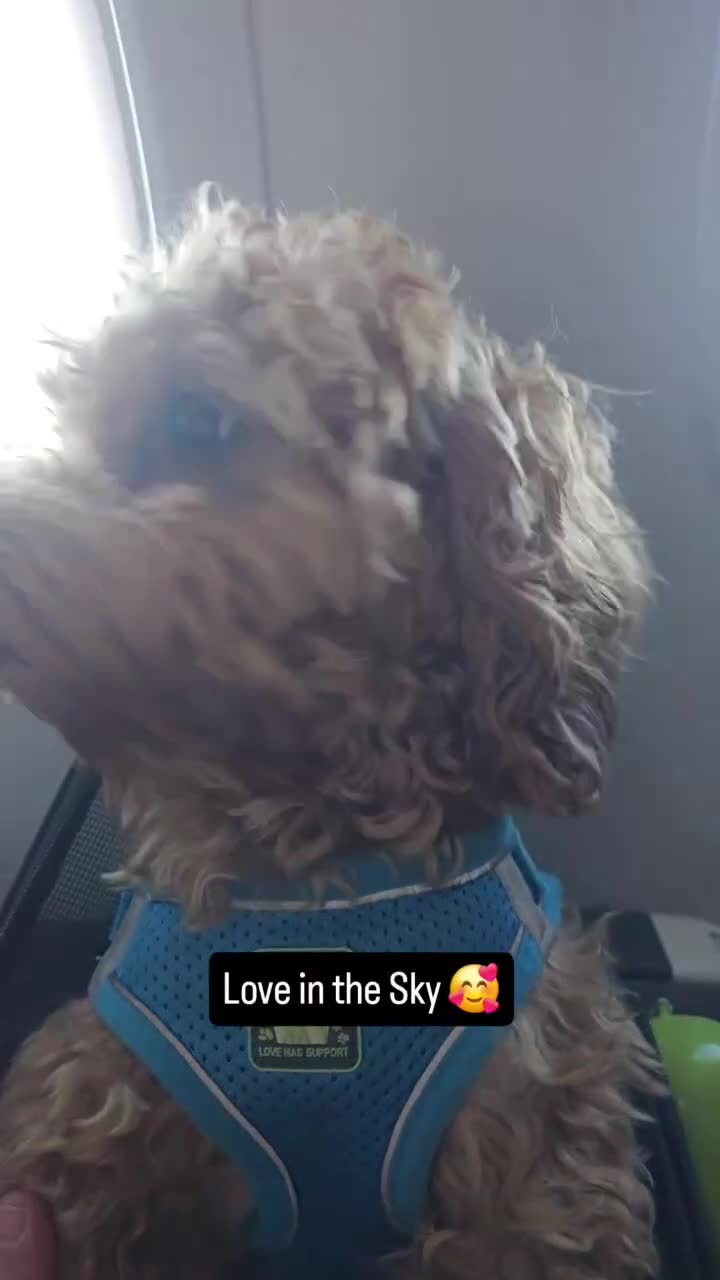 Maltipoo dogs for stud: 🐶✨  Gorgeous Maltipoo Boy “Milo” ✨🐾 - Video 2