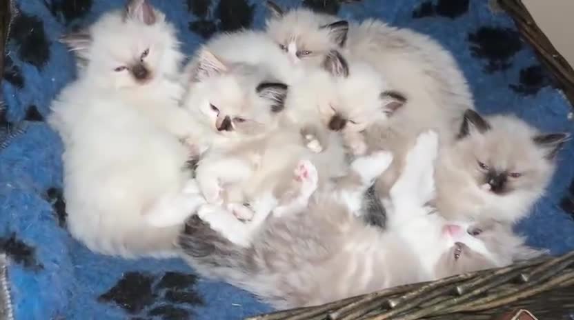 Ragdoll cats for sale: Ragdoll kittens  - Video 1