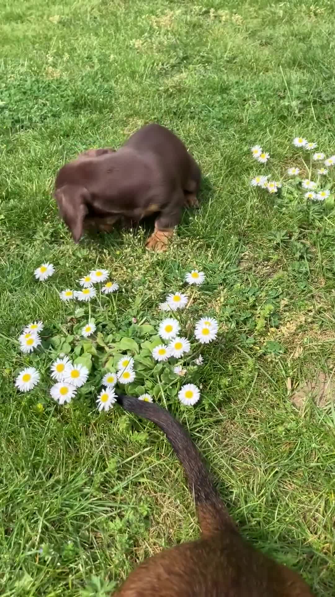 Miniature Dachshund dogs for sale: Female dachshund  in Maidstone - Video 2