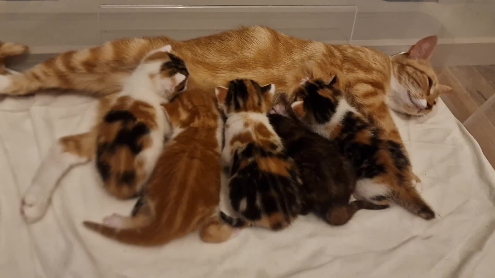 Mixed Breed cats for sale: Handsome Ginger Boy & Adorable Calico Girl - Video 3