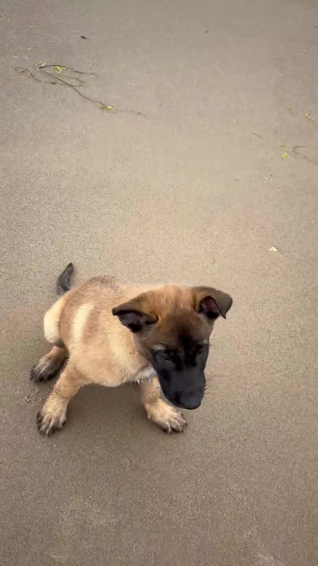 Belgian Shepherd Dog dogs for sale: One beautiful pup left! - Video 2