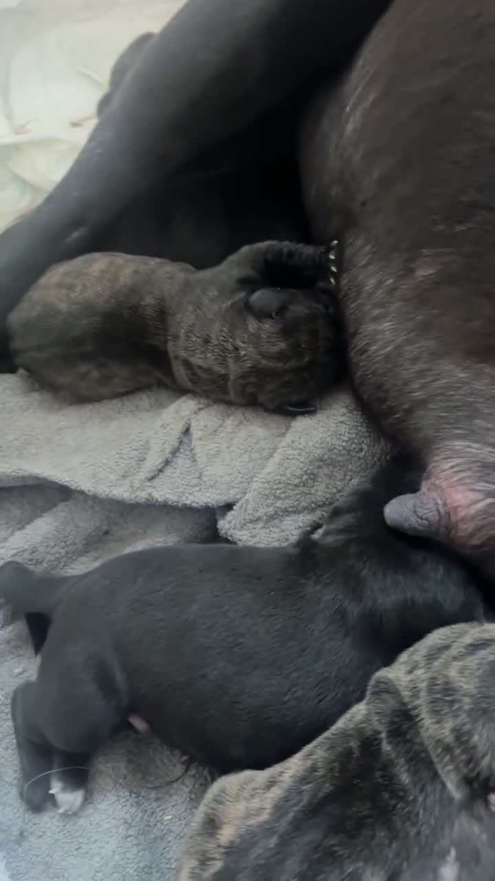Presa Canario dogs for sale: Presa Canario puppies - Video 4