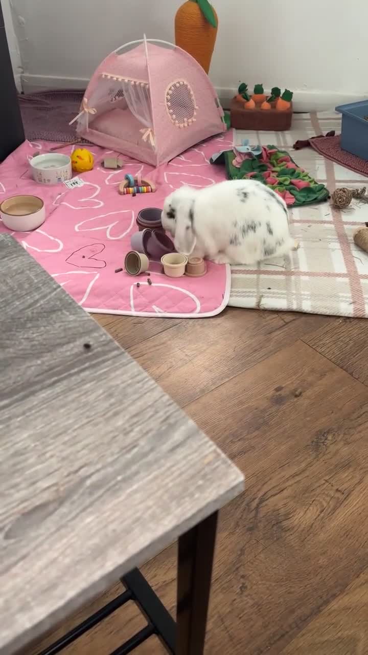 Mini Lop rabbits for sale: Mini lop female for sale 1 year old - Video 1