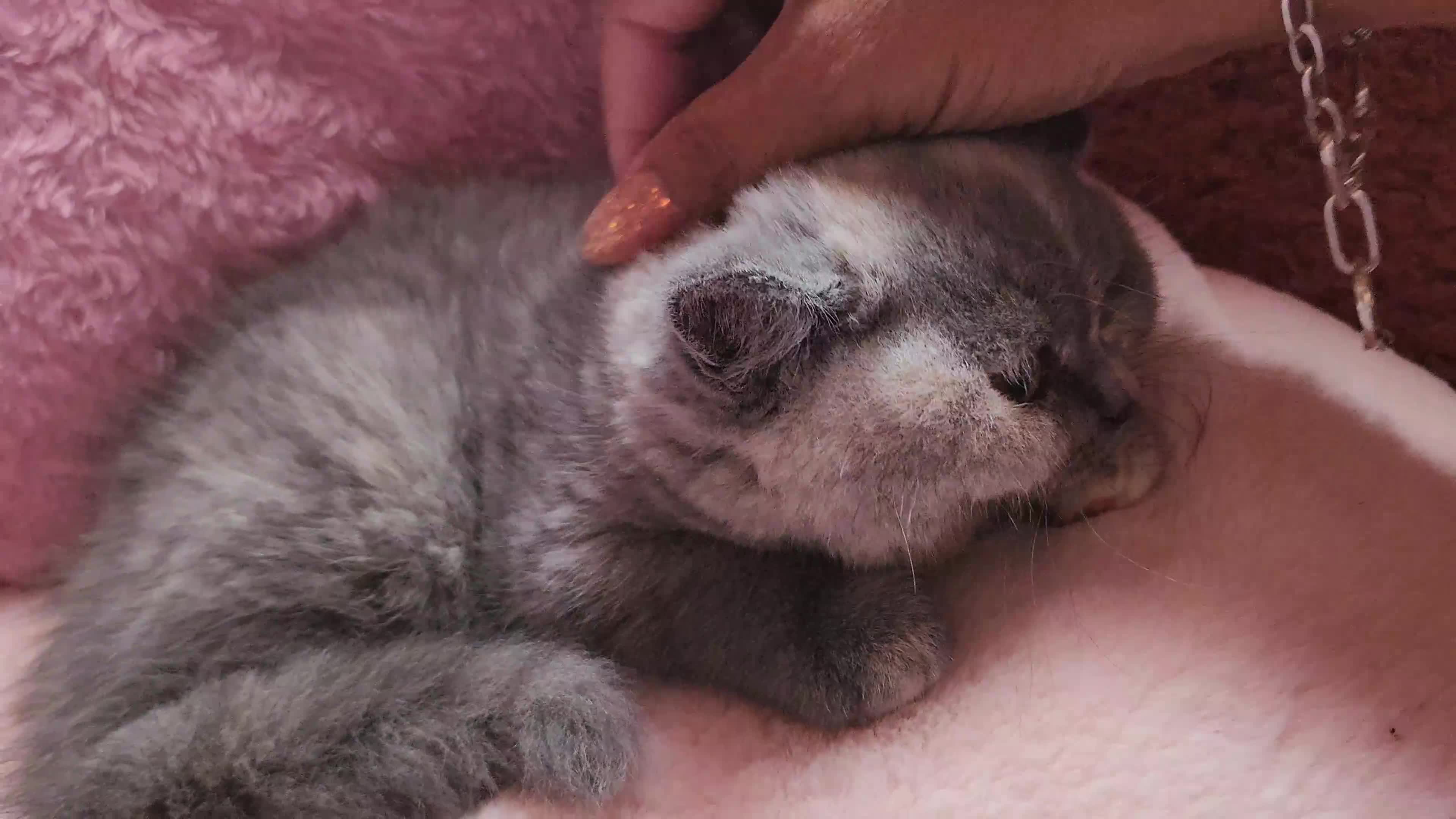 British Shorthair cats for sale: British blue short hair female last one - Video 1