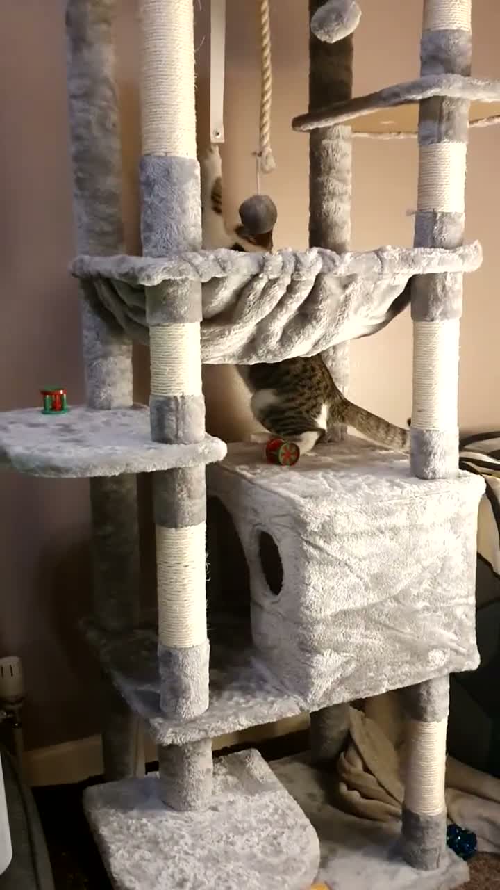 Mixed Breed cats for sale: Adorable Tabby Girl and Black & white Boy  - Video 4