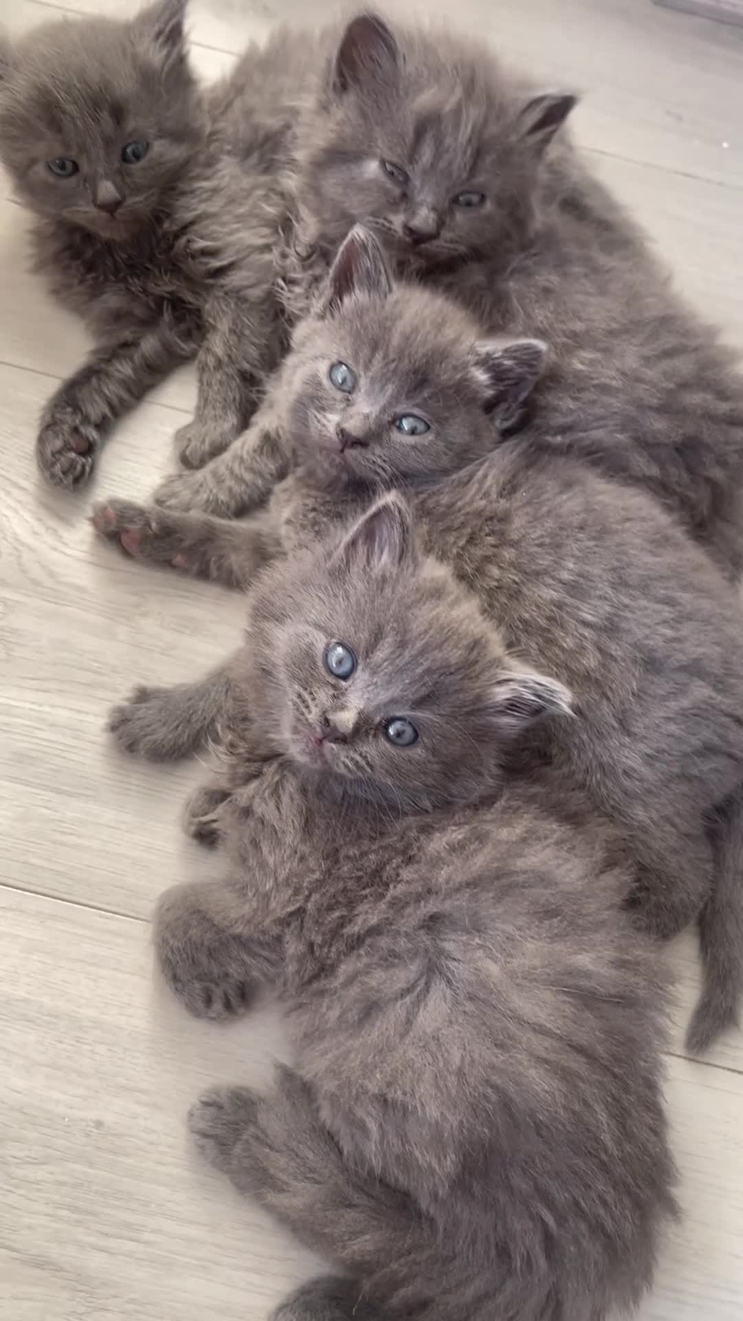 British Shorthair cats for sale: GORGEOUS FLUFFBALLS FOR SALE - Video 2