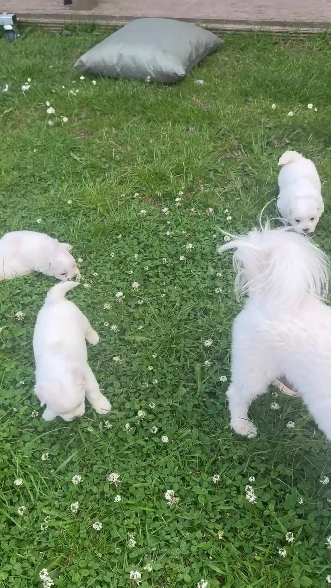 Maltese dogs for sale: Maltese puppies - Video 1