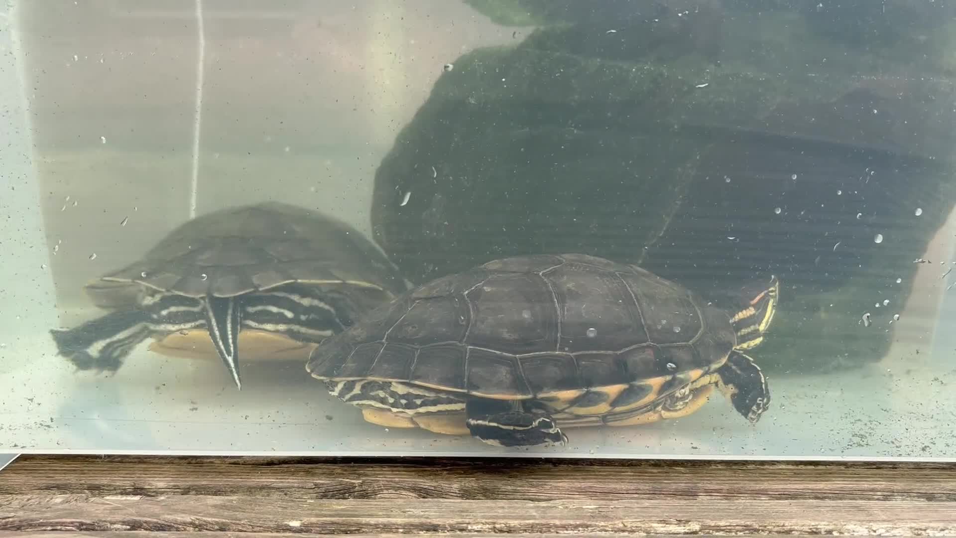 Terrapin reptiles for sale: Terrapins - Video 2