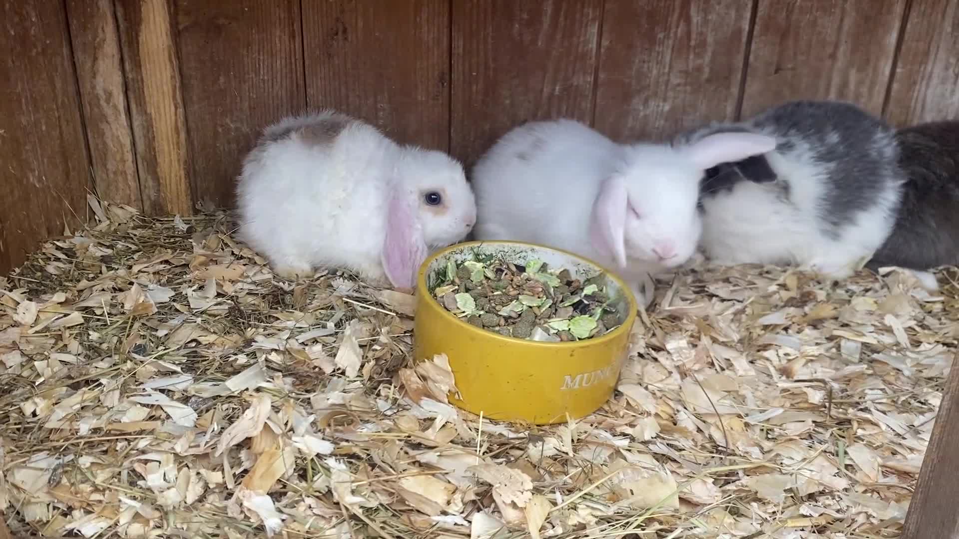 Mini Lop rabbits for sale: Mini lops ( Est since 2014 ) - Video 1