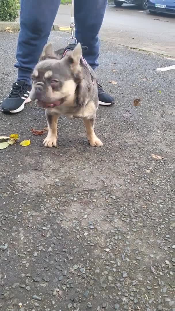 French Bulldog dogs for stud: RAGNAR lilac tan visual fluffy frenchbulldog stud  in Pontefract - Video 3