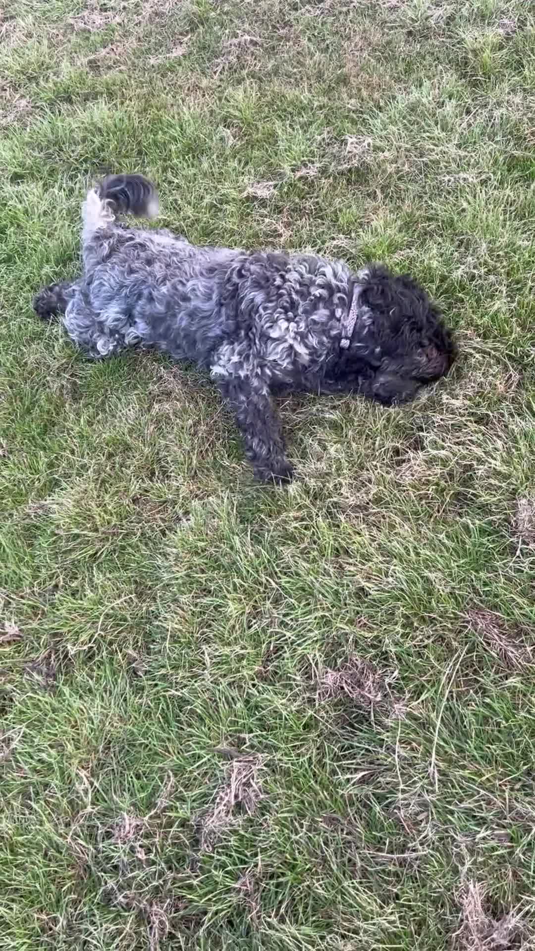 Cockapoo dogs for sale: Female cockapoo - Video 1