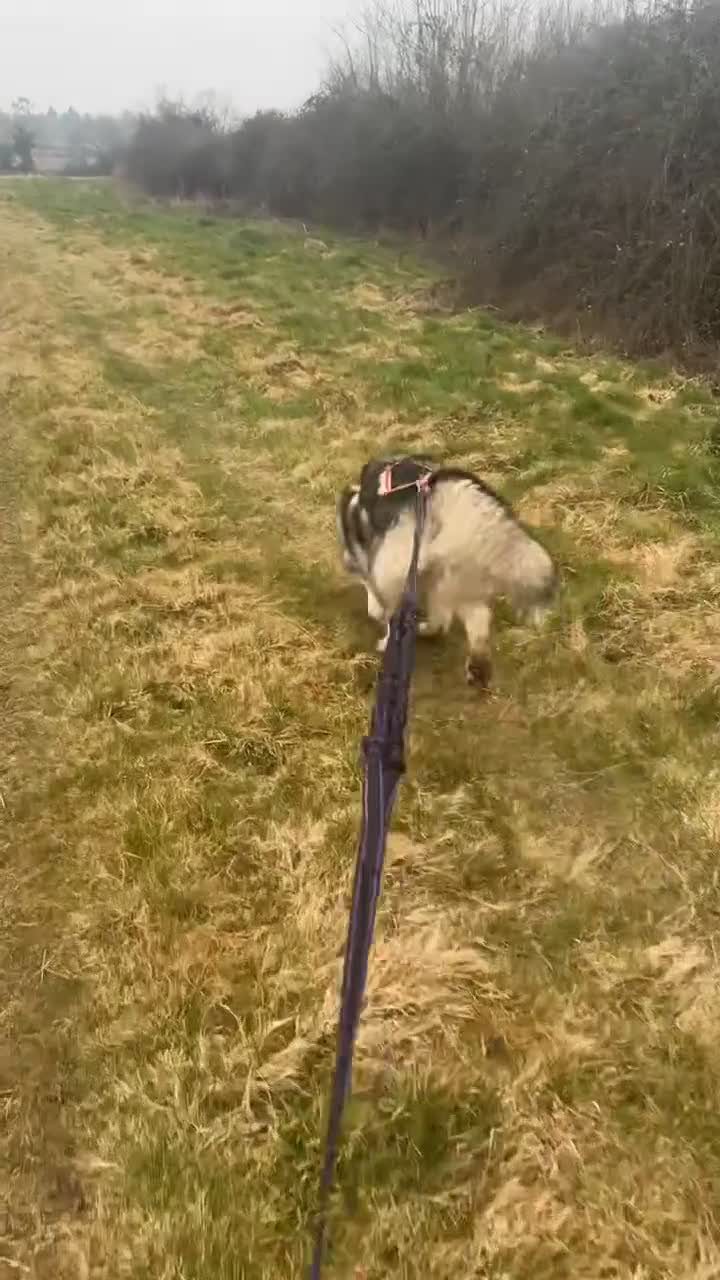 Alaskan Malamute dogs for sale: 2 year old Alaskan malamute girl  - Video 2