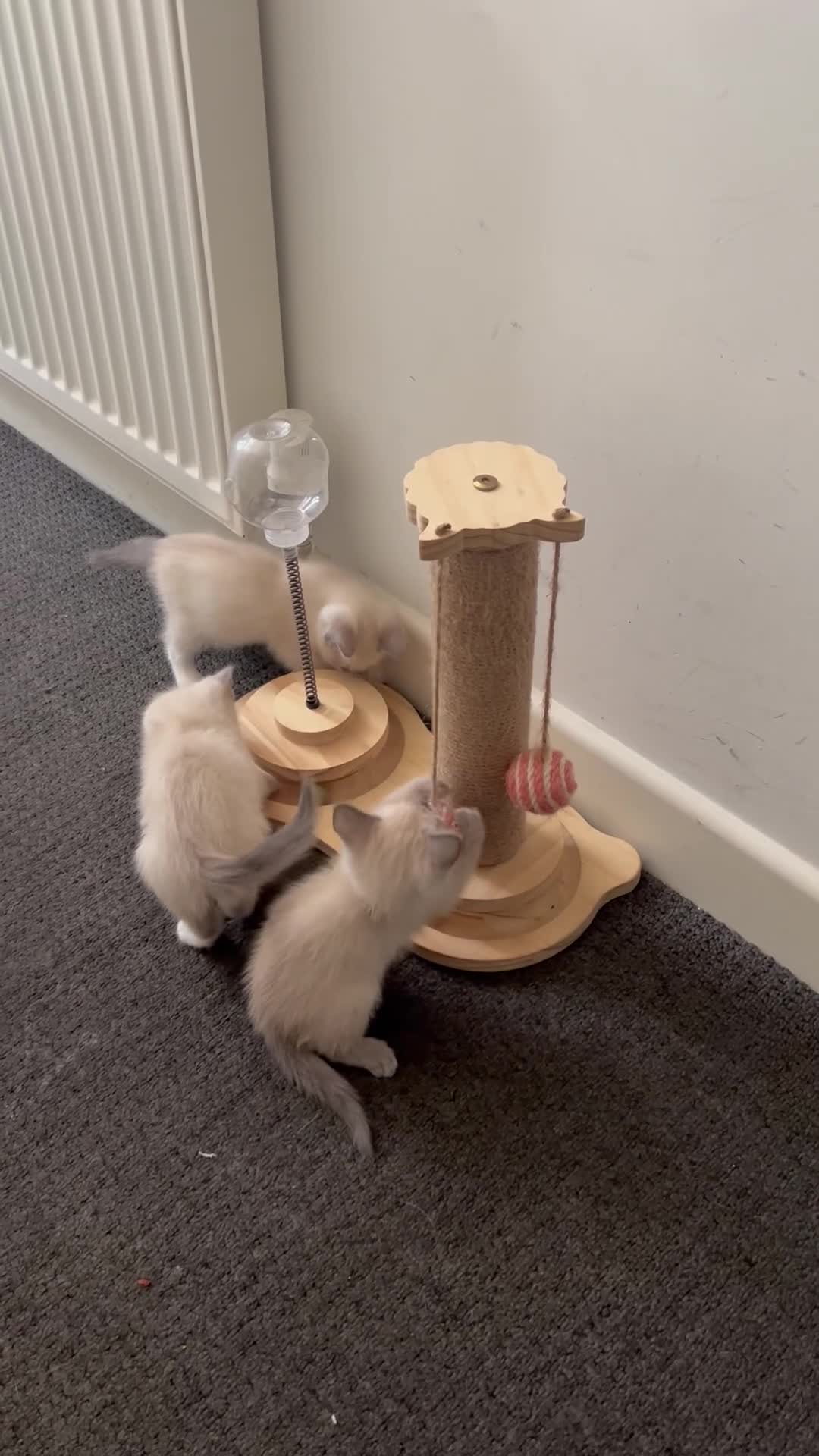 Ragdoll cats for sale: Adorable kittens Ragdoll for sale  - Video 3