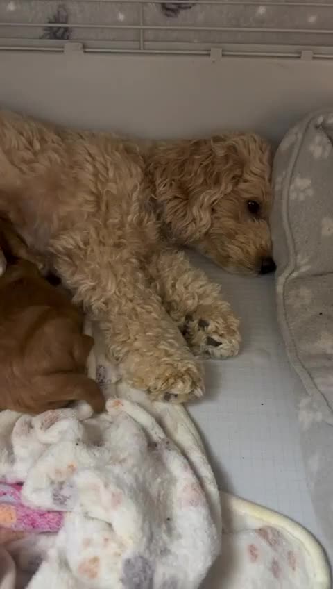Shihpoo dogs for sale: 🐾 Toy Poodle x Shihpoo Puppies for Sale - Video 1