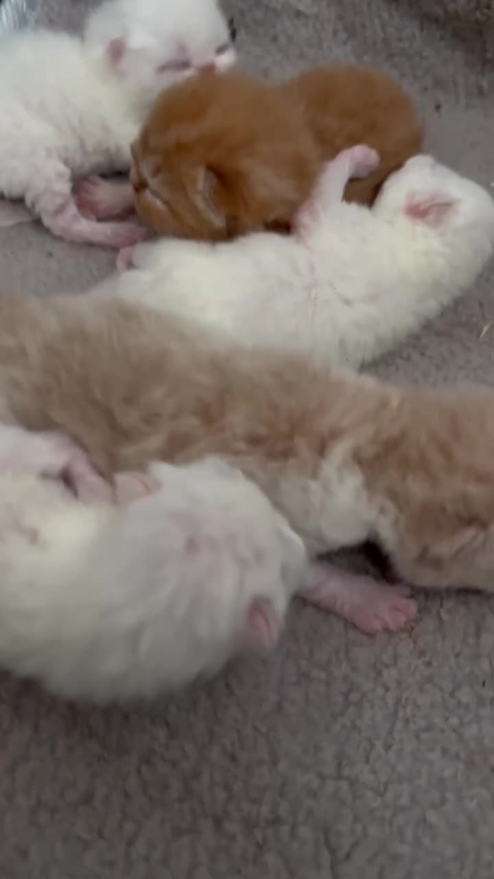 Exotic cats for sale: STUNNING EXOTIC CHUNKY KITTENS - Video 1
