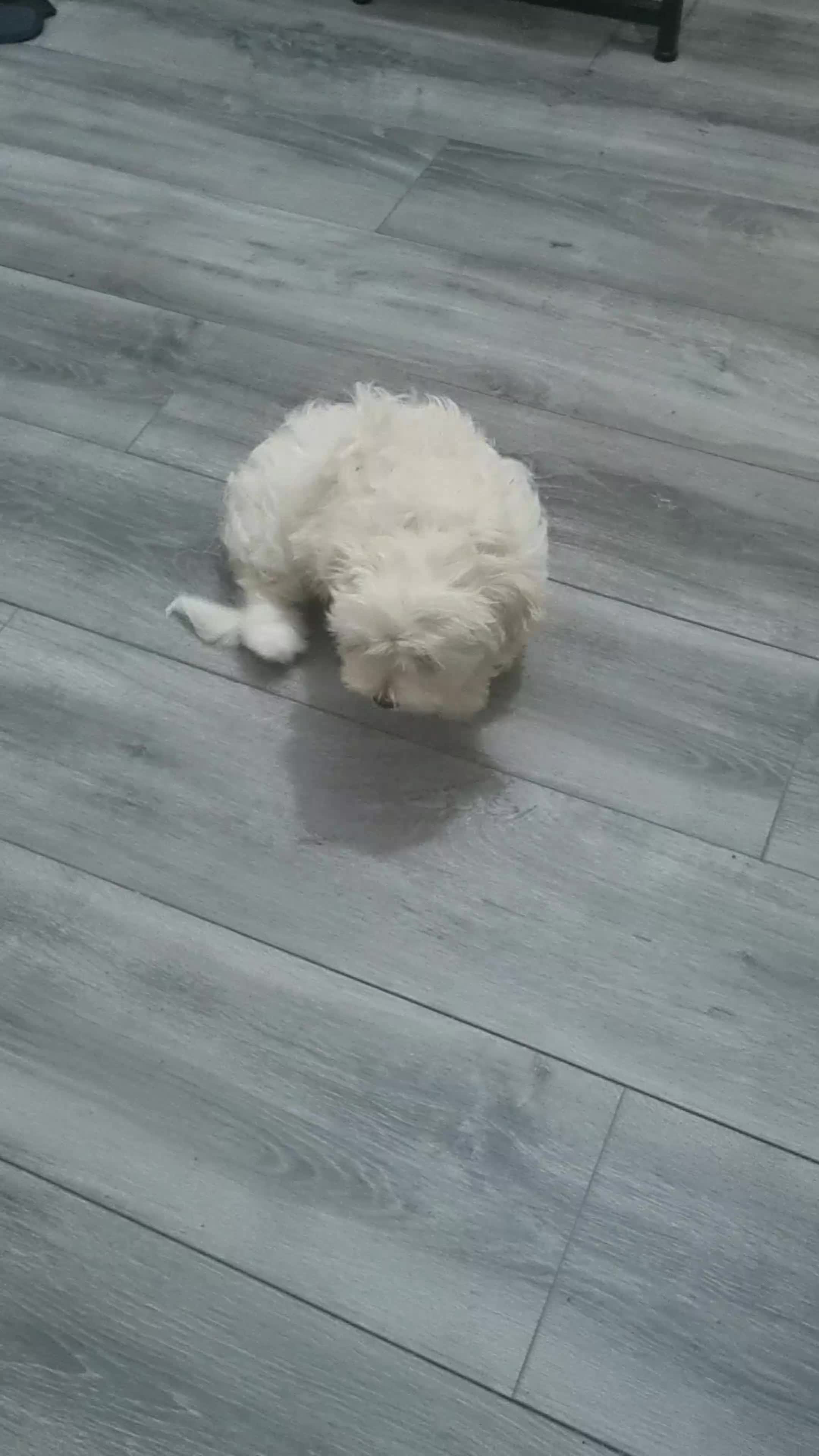 Maltese dogs for sale: Little Mia looking for forever home  - Video 3