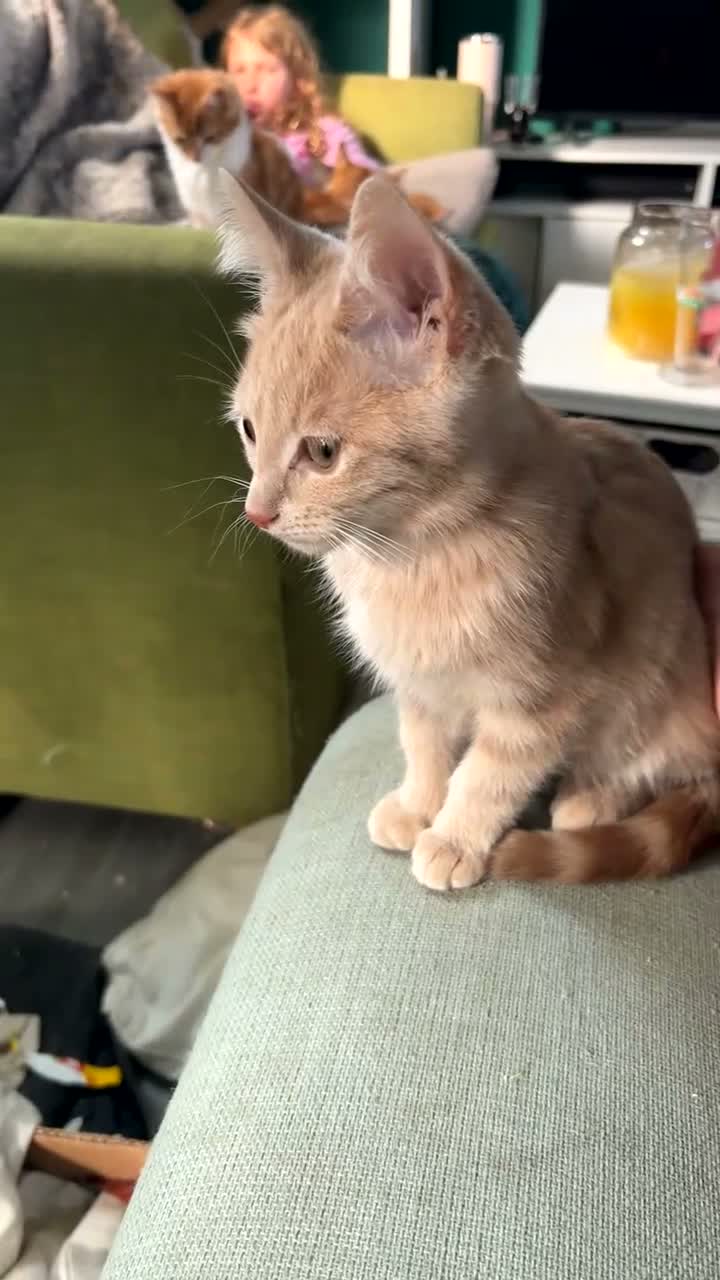 Mixed Breed cats for sale: 12 beautiful kittens for sale - Video 1