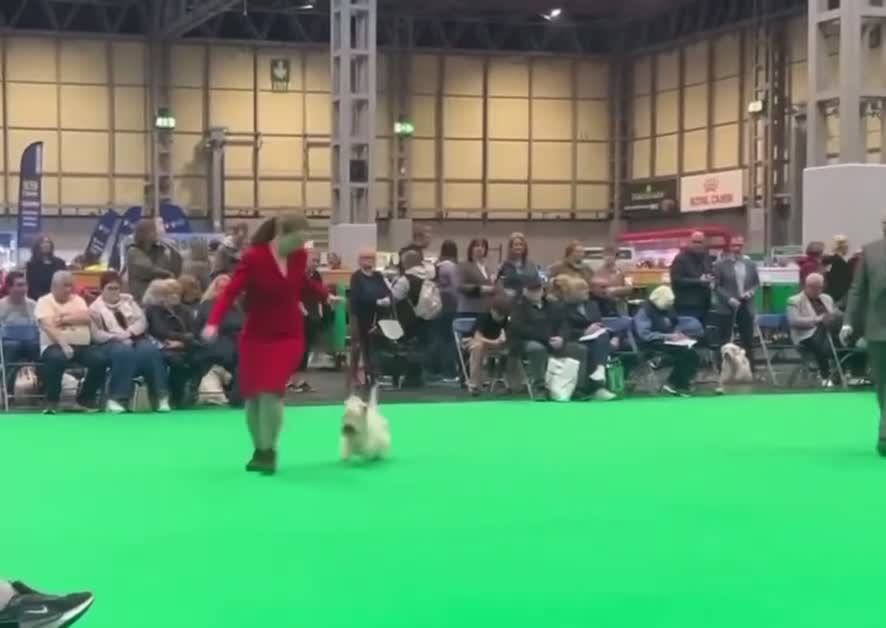 Sealyham Terrier dogs for sale: Male Sealyham Terrier  - Video 1