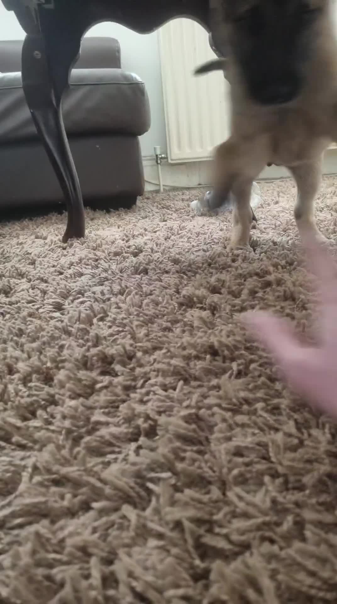 Belgian Shepherd Dog dogs for sale: 10 month old Belgian shepherd for sale - Video 3