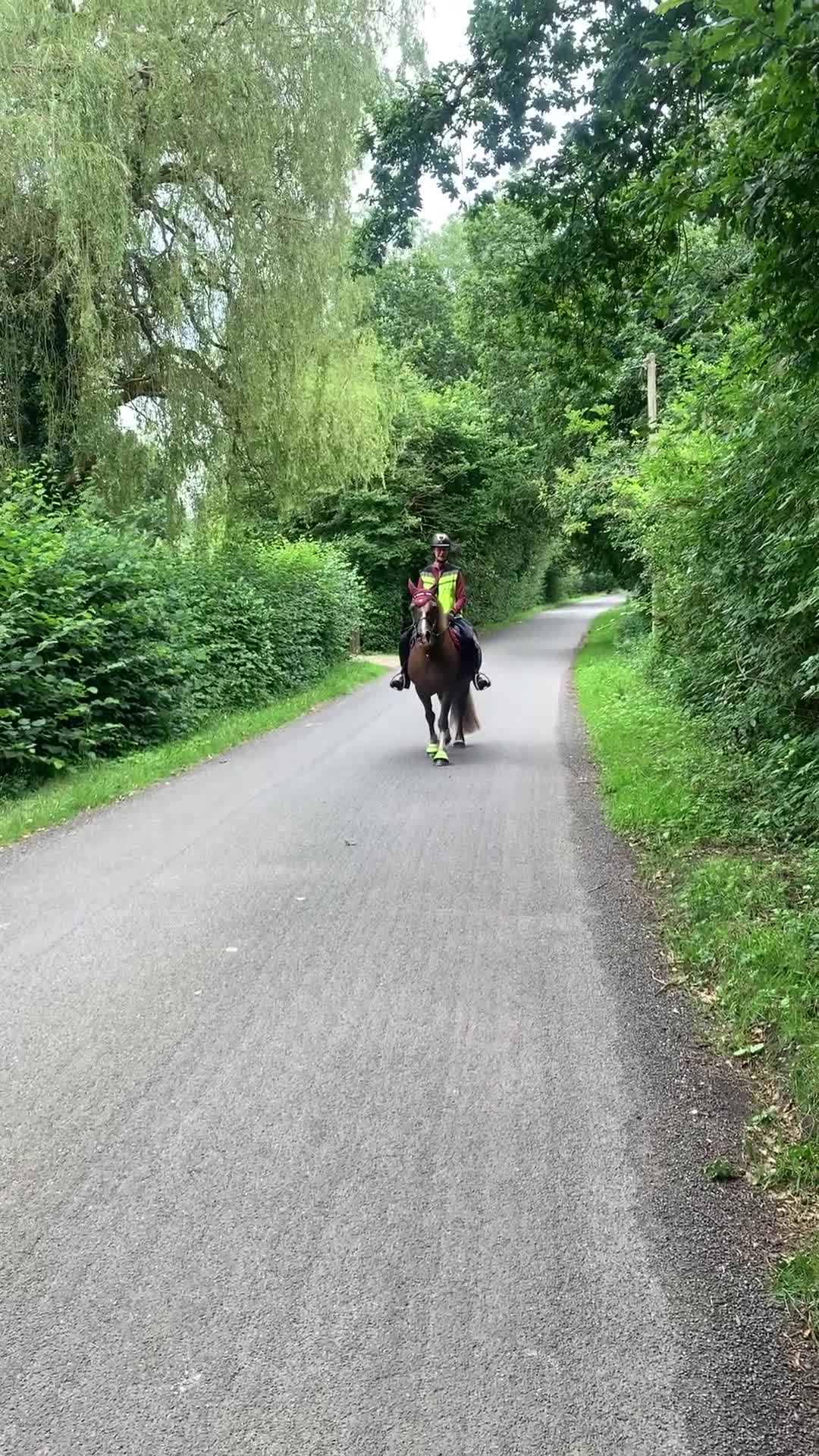 Welsh Section D horses for sale: 14.1 family pony super all rounder  - Video 3
